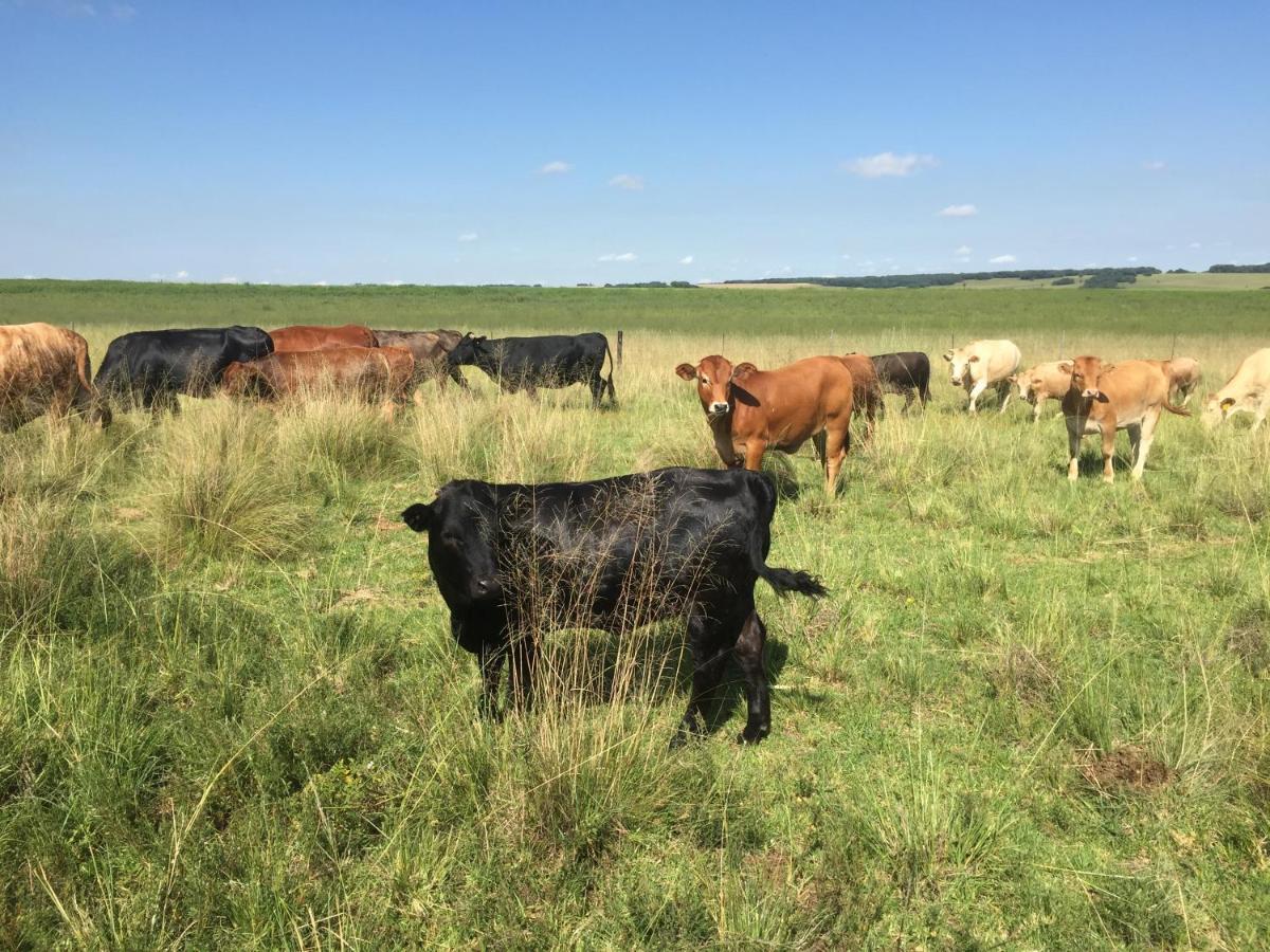 La Vista Farm Stay Ermelo Bagian luar foto