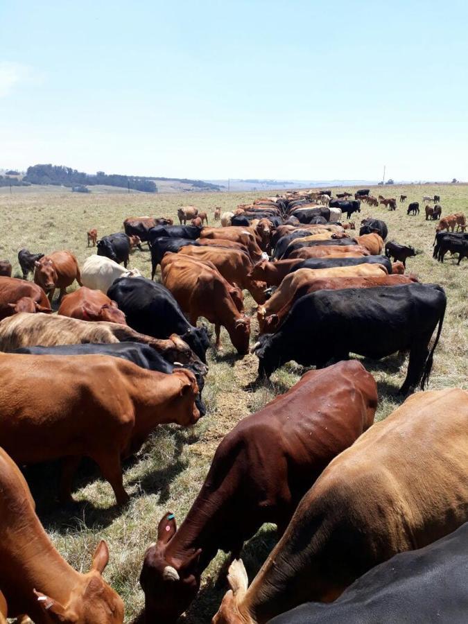 La Vista Farm Stay Ermelo Bagian luar foto