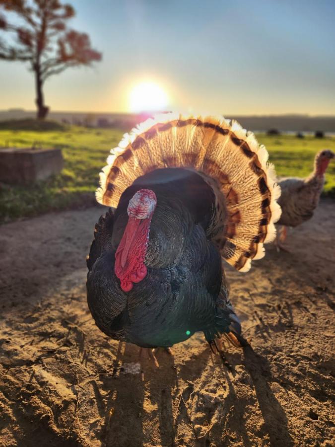 La Vista Farm Stay Ermelo Bagian luar foto