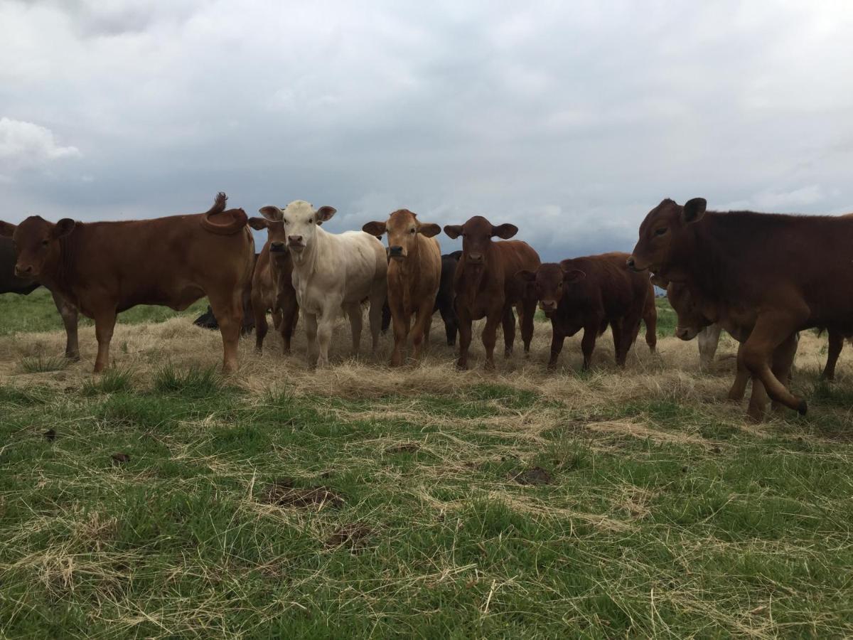 La Vista Farm Stay Ermelo Bagian luar foto