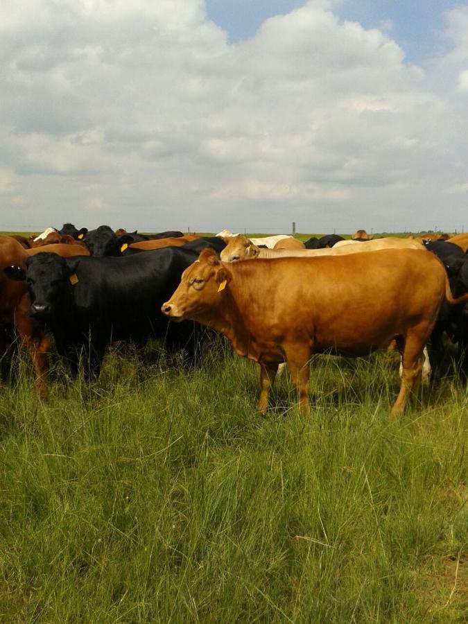 La Vista Farm Stay Ermelo Bagian luar foto